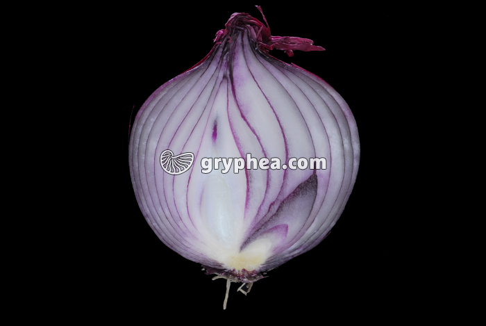 Oignon rouge (Allium cepa) - bulbe en CL - gryphea.com